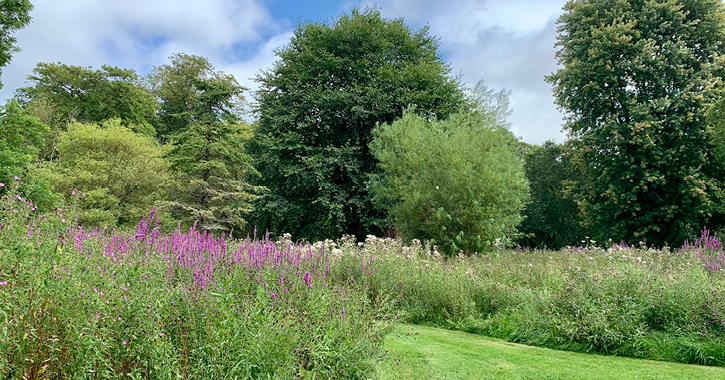 trees, grass and plants in the grounds of Durham University's Botanic Garden